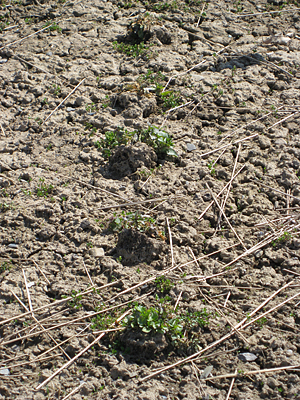 pansy unmulched